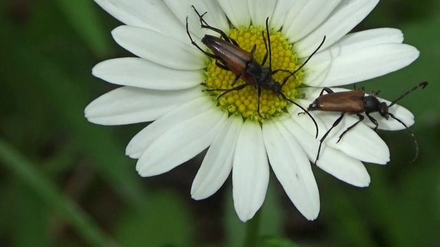 Июнь. смотреть онлайн