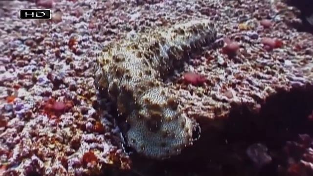 Очаровашка с зубастым задом и кишками вместо легких - Морской огурец смотреть онлайн