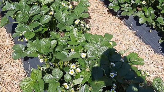 30.04 протравитель почвенных вредителей