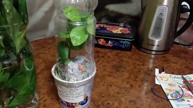 Пакуем черенки цитрусовых для отправки по почте.