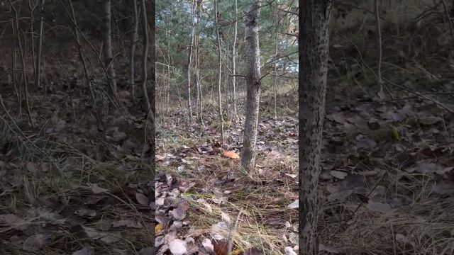 Я ДАЖЕ И НЕ ДУМАЛ, ЧТО ТАК ПОЗДНО МОЖНО СОБИРАТЬ ГРИБЫ! смотреть онлайн