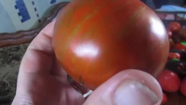 Томат Полосатый шоколад! смотреть онлайн