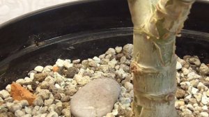 Обрезка Денежного  Дерева (Толстянка Crassula ovata). Как Правильно Формировать Крону Толстянки.