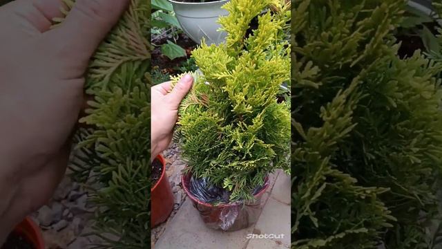 #туи с #авито 🌲- мне понравились) смотреть онлайн