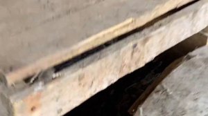 Содержание диких подсадных уток