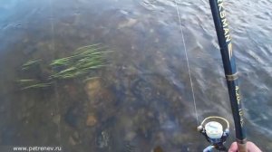 Язь на сбирулино (бомбарда + виброхвост)