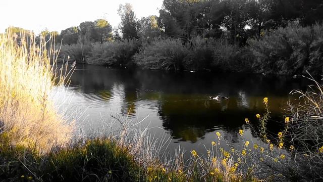 Malukah - Dragonborn Comes - The Elder Scrolls V: Skyrim смотреть онлайн