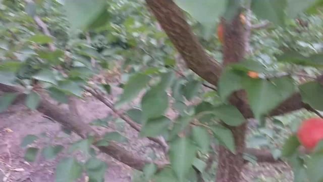 Абрикос сорт средний Особенный Денисюка смотреть онлайн