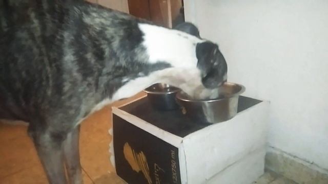 Ветеринары чуть не угробили мою собаку! :-( | Кормлю по своей методе | Набираем вес | Уиппеты смотреть онлайн