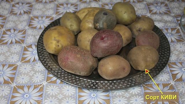 25 сортов картофеля в одном ролике смотреть онлайн