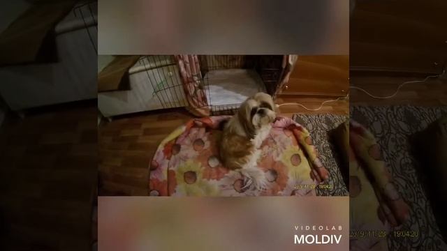 Роды собаки смотреть онлайн