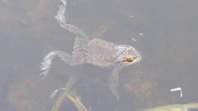 Жабья весна смотреть онлайн