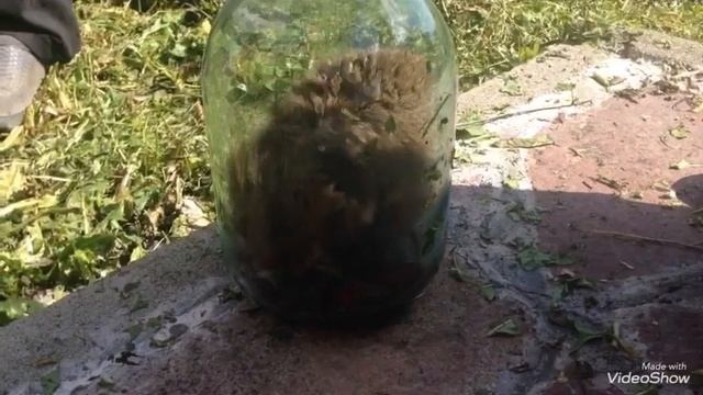 Ловим дикого хомяка. смотреть онлайн