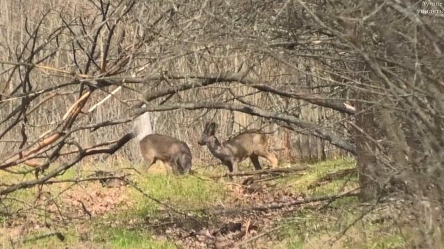 Олени и косули в весеннем лесу || Red deer and roe deer in the spring forest смотреть онлайн