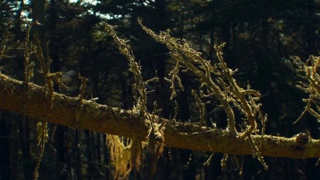 Canon EOS C70 + LOMO ANAMORPHIC | Kirby Cove смотреть онлайн