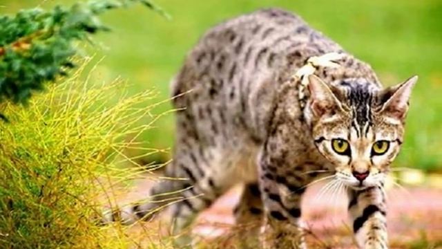 Саванна -  удивительная и восхитительная порода