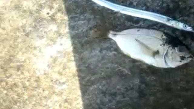 Ловля карася и саргана в черном море смотреть онлайн