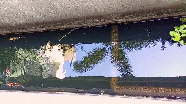 KOI FISH смотреть онлайн