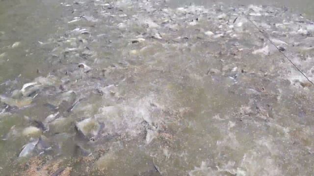 Pangasianodon hypophthalmus смотреть онлайн