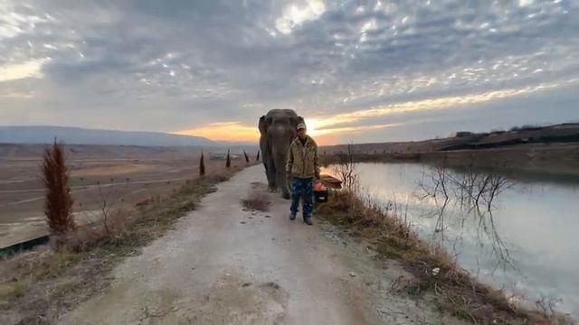 Слониха Джени как "привязанная" идёт за Виктором! смотреть онлайн