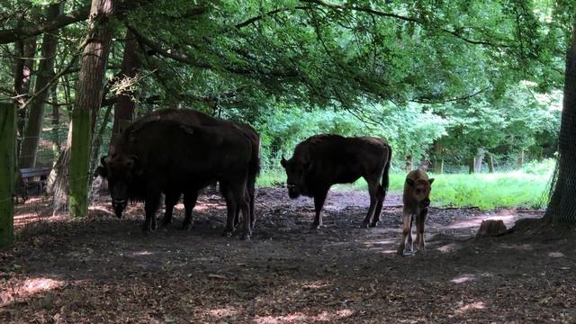 Семейство бизонов смотреть онлайн