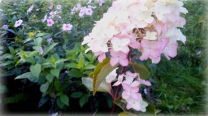 Гортензия «Фрайз Мельба».«Fraise Melba» Hydrangea paniculata.