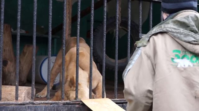 Ленинградский зоопарк. Тренинг хищников 10. Львица смотреть онлайн