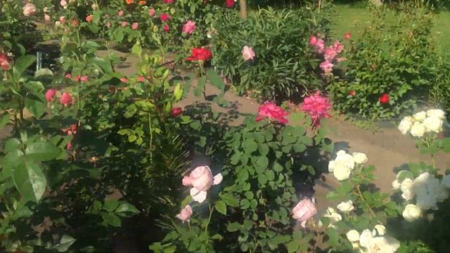 Мои мускусные розы 16.06.2020 г. смотреть онлайн