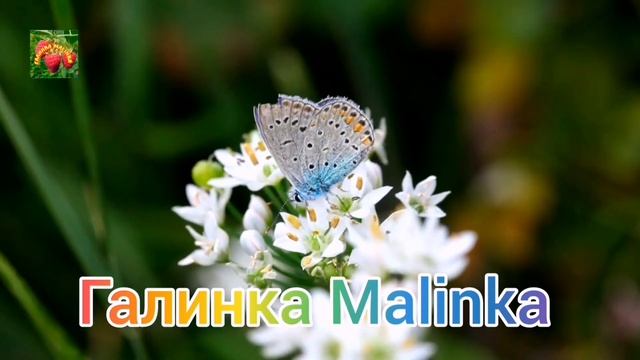Сканеры /Какой залив, бутеры доставай//Обзор Влогов // смотреть онлайн