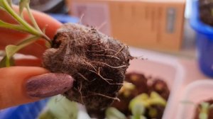 НЕ ЗАТЯГИВАЙТЕ, РАСТЕНИЯ СТРАДАЮТ! Как ПРАВИЛЬНО пересаживать рассаду ИЗ ТОРФЯНЫХ ТАБЛЕТОК