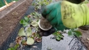 Посадка "Клери" 2021 | Поздняя посадка клубники | Стакановая и касетная рассада клубники, посадка.