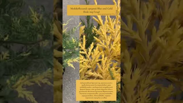 Можжевельник средний Blue and Gold (Блю энд Голд) смотреть онлайн