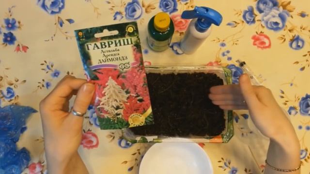 Астильба.  Астильба посадка и уход . Астильба посев семян.