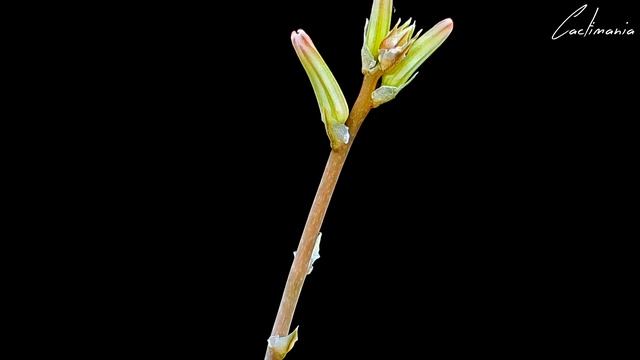 Haworthia - The Jewels of the Succulent World - Episode Ten - Pumila Variegata смотреть онлайн