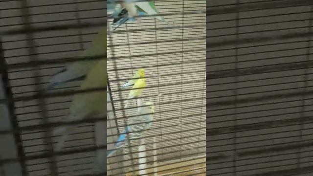 Стая выставочных волнистых попугаев смотреть онлайн