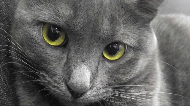 #Корат - факты об интересной породе #кошек смотреть онлайн