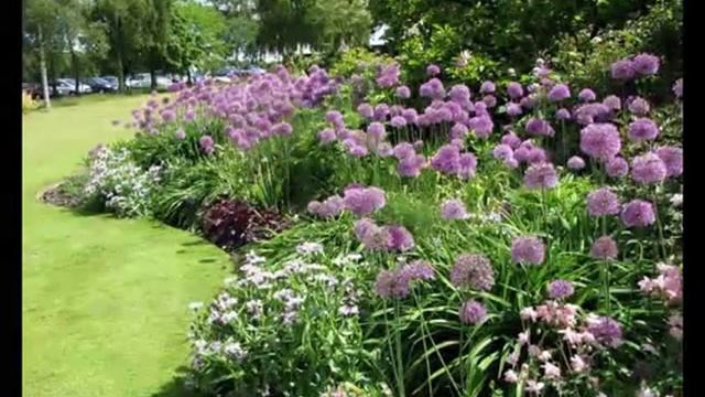 цветник из многолетников схемы смотреть онлайн