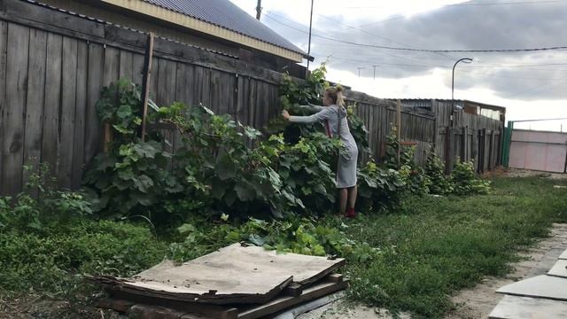 Любимый суп из рыбной консервы. Обрезаю виноград, прополка.