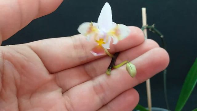Ph. equestris 'Strub News' смотреть онлайн