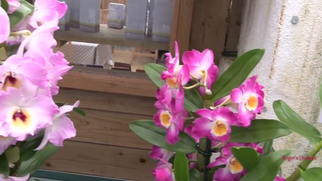 Visit to Burnham's Orchid Nursery Pt 2 смотреть онлайн