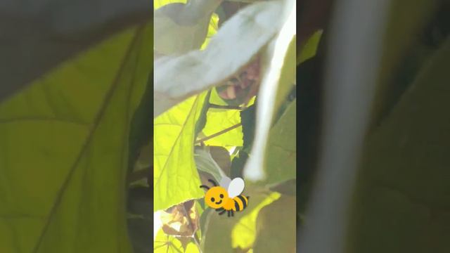 subscribe 😮😮👌#wasp under the #leaf |#photography | visit my channel #ssgcameraworks смотреть онлайн