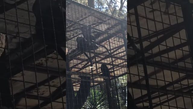 Mini zoo fort ilocandia смотреть онлайн