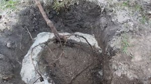 Посадка алычи Кубанская комета