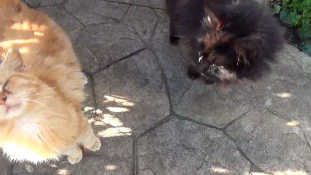 Кипр Кошачий монастырь смотреть онлайн