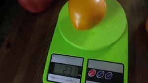 Томат Золотой Кенигсберг.