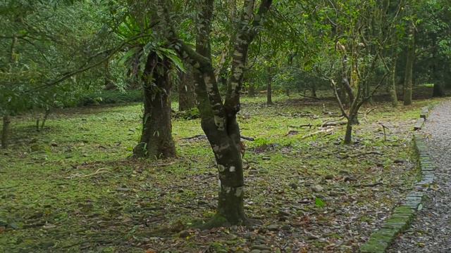 Встреча с дикими животными: дерзким маленьким оленем и обезьяной. смотреть онлайн