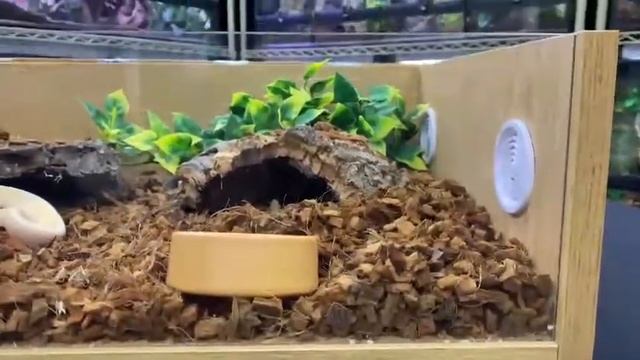OUR Royal Python 24 inch oak set up kit смотреть онлайн