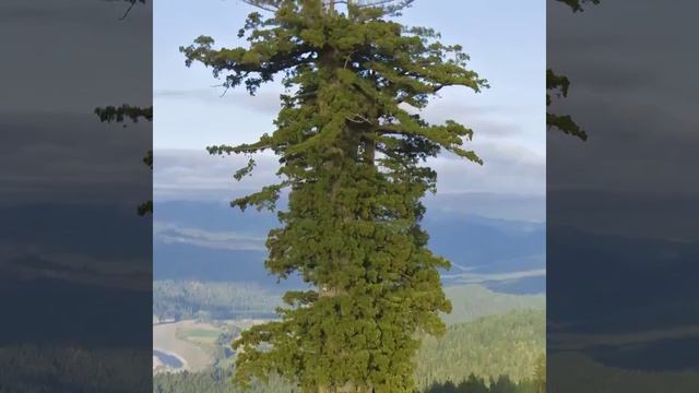 Самое высокое дерево в мире смотреть онлайн