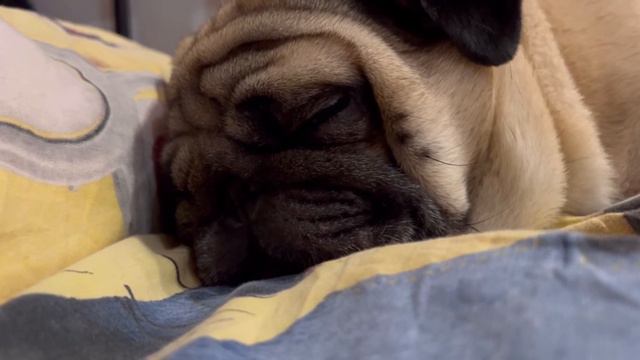 Как спит мопс?Храп и сопение мопса🐶😴 смотреть онлайн