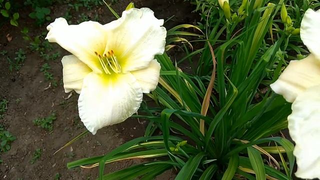 48 Joan Senior/Джоан Сеньор Лилейник смотреть онлайн